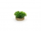 Preview: Moss tuft - 7cm